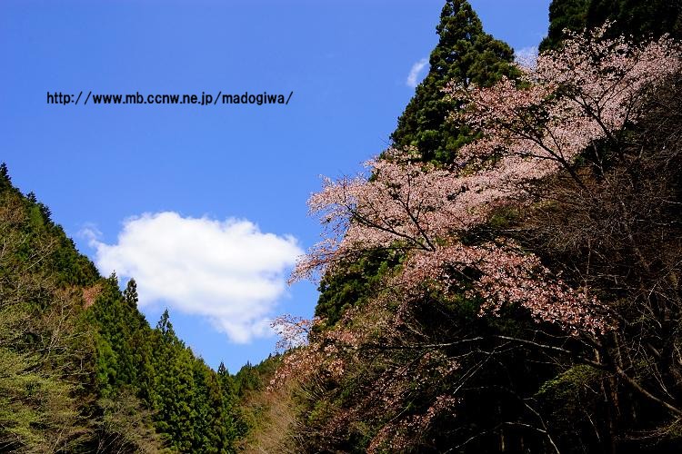 川沿いの山桜