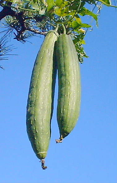 我が家のヘチマ