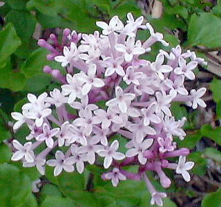 ミニライラック