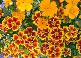 マリーゴールド