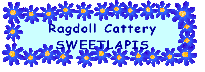 Ragdoll Cattery SWEETLAPIS 