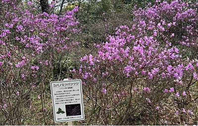 コバノミツバツツジの花つきの改善