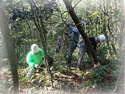 木の間引き