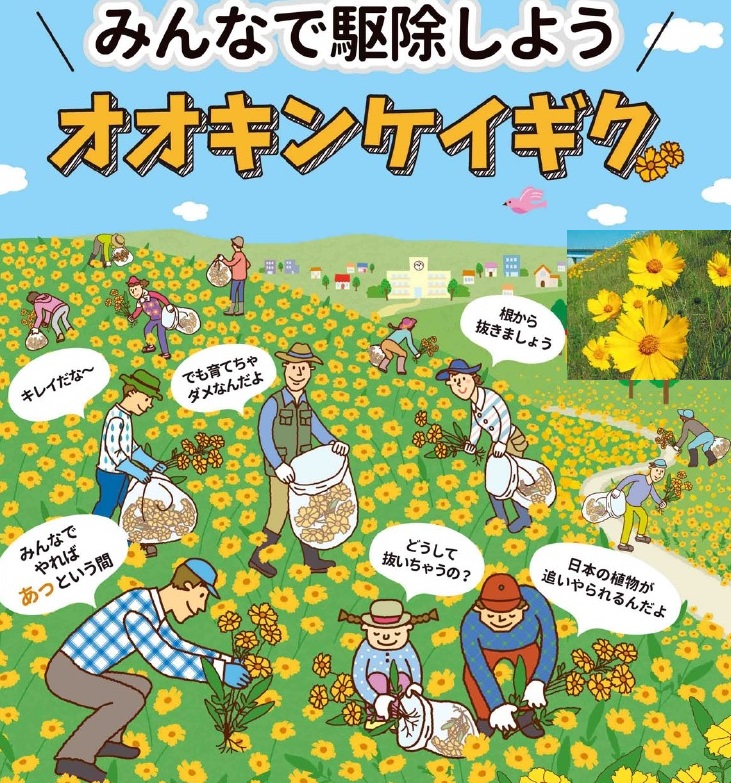 オオキンケイギクの駆除