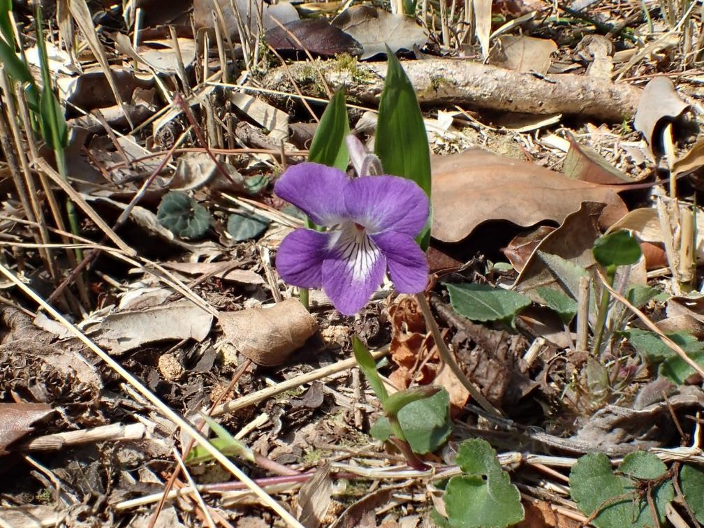 ニオイタチツボスミレ